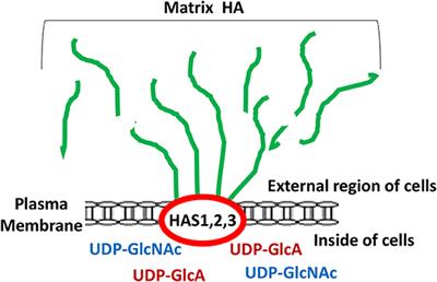 Matrix Hyaluronan-CD44 Interaction Activates MicroRNA and LncRNA Signaling Associated With Chemoresistance, Invasion, and Tumor Progression